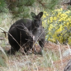 Osphranter robustus robustus at Isaacs, ACT - 14 Aug 2022 02:07 PM