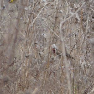 Carduelis carduelis at Jerrabomberra, ACT - 14 Aug 2022