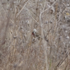 Carduelis carduelis at Jerrabomberra, ACT - 14 Aug 2022 01:46 PM