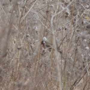 Carduelis carduelis at Jerrabomberra, ACT - 14 Aug 2022 01:46 PM