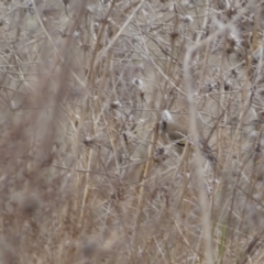 Carduelis carduelis at Jerrabomberra, ACT - 14 Aug 2022 01:46 PM