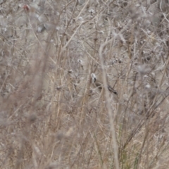 Carduelis carduelis at Jerrabomberra, ACT - 14 Aug 2022 01:46 PM