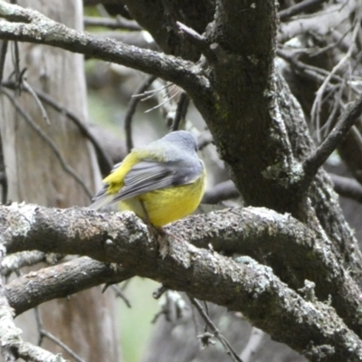 Eopsaltria australis (Eastern Yellow Robin) at Isaacs Ridge and Nearby - 14 Aug 2022 by SteveBorkowskis