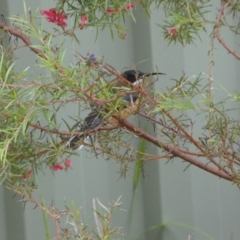 Acanthorhynchus tenuirostris at Isaacs, ACT - 14 Aug 2022 02:48 PM