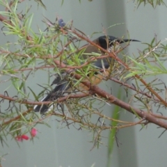 Acanthorhynchus tenuirostris at Isaacs, ACT - 14 Aug 2022 02:48 PM