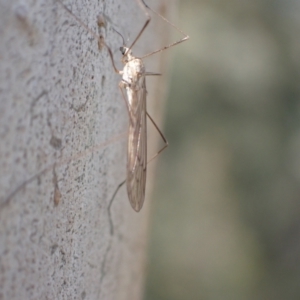 Limoniidae (family) at Murrumbateman, NSW - 10 Aug 2022