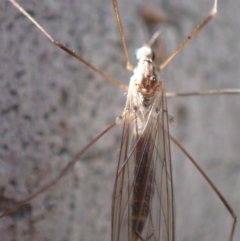 Limoniidae (family) at Murrumbateman, NSW - 10 Aug 2022