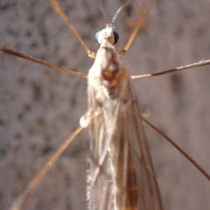 Limoniidae (family) at Murrumbateman, NSW - 10 Aug 2022