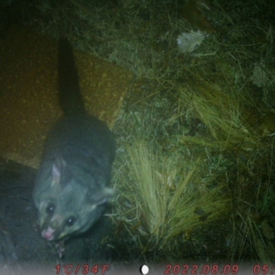 Trichosurus vulpecula (Common Brushtail Possum) at Canberra, ACT - 7 Aug 2022 by u7287295