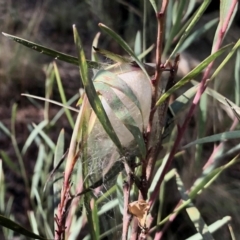 Unidentified Insect at Aranda, ACT - 5 May 2022 by KMcCue