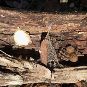 Neosparassus calligaster at Aranda Bushland - 14 Aug 2022 10:04 AM