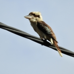 Dacelo novaeguineae (Laughing Kookaburra) at Oak Beach, QLD - 3 Aug 2022 by GlossyGal