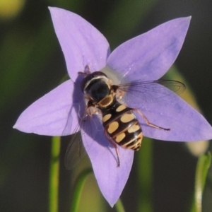 Simosyrphus grandicornis at Conder, ACT - 19 Oct 2015