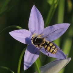 Simosyrphus grandicornis at Conder, ACT - 19 Oct 2015 06:22 PM