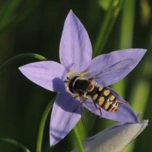 Simosyrphus grandicornis at Conder, ACT - 19 Oct 2015 06:22 PM