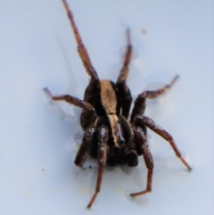 Venatrix pseudospeciosa at Gundaroo, NSW - 15 Aug 2022 10:00 AM