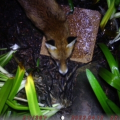 Vulpes vulpes (Red Fox) at ANU Kingsley Precinct - 6 Aug 2022 by Jaz02