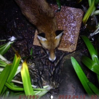 Vulpes vulpes (Red Fox) at ANU Kingsley Precinct - 6 Aug 2022 by Jaz02