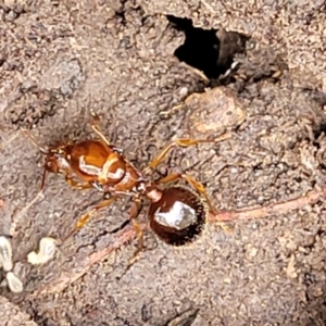 Aphaenogaster longiceps at O'Connor, ACT - 15 Aug 2022