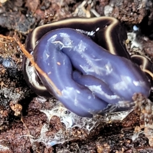 Caenoplana coerulea at O'Connor, ACT - 15 Aug 2022