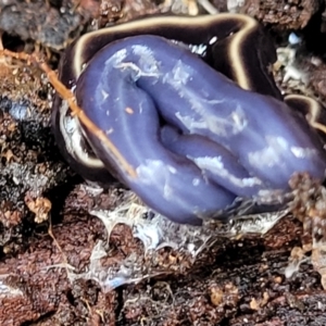 Caenoplana coerulea at O'Connor, ACT - 15 Aug 2022