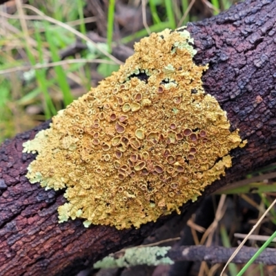 Parmeliaceae (family) (A lichen family) at O'Connor, ACT - 15 Aug 2022 by trevorpreston