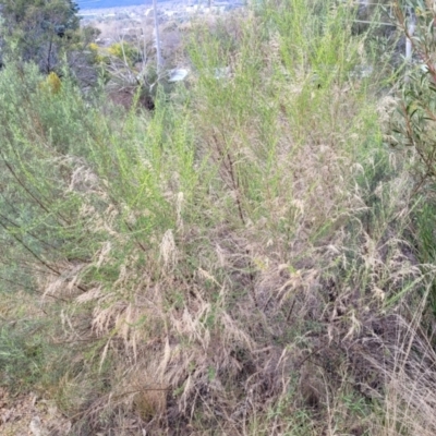 Cassinia sifton (Sifton Bush, Chinese Shrub) at O'Connor, ACT - 15 Aug 2022 by trevorpreston