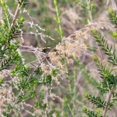 Cassinia sifton at O'Connor, ACT - 15 Aug 2022