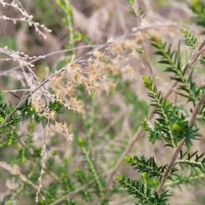 Cassinia sifton at O'Connor, ACT - 15 Aug 2022