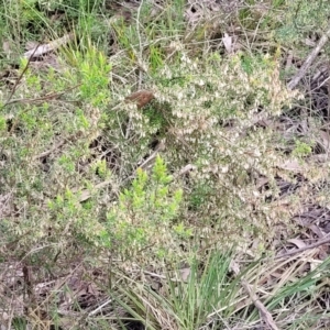 Styphelia fletcheri subsp. brevisepala at O'Connor, ACT - 15 Aug 2022 12:43 PM