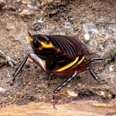 Platyzosteria similis at O'Connor, ACT - 15 Aug 2022