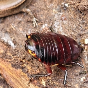 Platyzosteria similis at O'Connor, ACT - 15 Aug 2022 12:41 PM