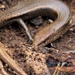 Lampropholis delicata (Delicate Skink) at O'Connor, ACT - 15 Aug 2022 by trevorpreston