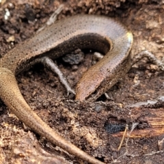 Lampropholis delicata at O'Connor, ACT - 15 Aug 2022 12:41 PM