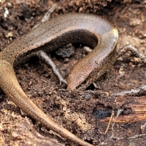 Lampropholis delicata at O'Connor, ACT - 15 Aug 2022 12:41 PM