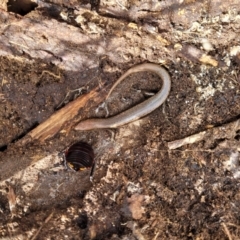 Lampropholis delicata at O'Connor, ACT - 15 Aug 2022 12:41 PM