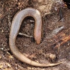 Lampropholis delicata at O'Connor, ACT - 15 Aug 2022