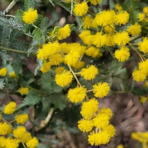 Acacia baileyana at O'Connor, ACT - 15 Aug 2022