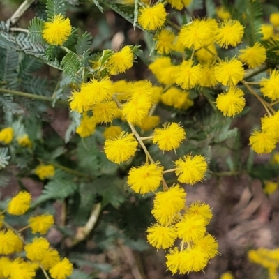 Acacia baileyana (Cootamundra Wattle, Golden Mimosa) at O'Connor, ACT - 15 Aug 2022 by trevorpreston