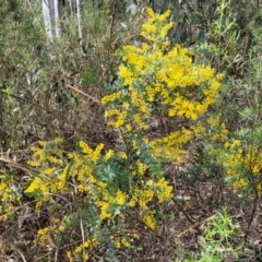 Acacia baileyana at O'Connor, ACT - 15 Aug 2022