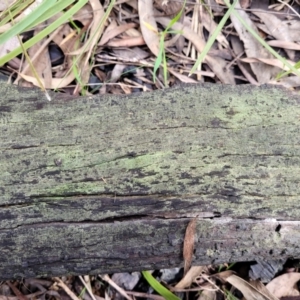 Lichen - crustose at O'Connor, ACT - 15 Aug 2022