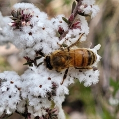 Styphelia attenuata (Small-leaved Beard Heath) at O'Connor, ACT - 15 Aug 2022 by trevorpreston