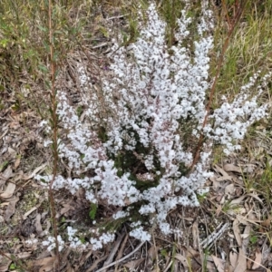 Styphelia attenuata at O'Connor, ACT - 15 Aug 2022 12:34 PM