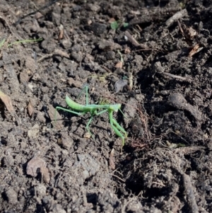 Orthodera ministralis at Acton, ACT - 13 Mar 2022 04:00 PM