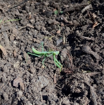 Orthodera ministralis (Green Mantid) at ANU Dickson Precinct - 13 Mar 2022 by miataylor11