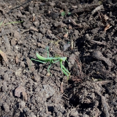 Orthodera ministralis (Green Mantid) at Acton, ACT - 13 Mar 2022 by miataylor11