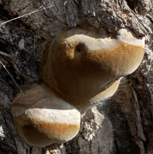 Phellinus sp. (non-resupinate) at Watson, ACT - 15 Aug 2022