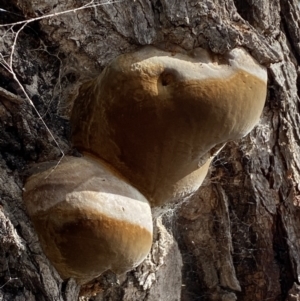 Phellinus sp. (non-resupinate) at Watson, ACT - 15 Aug 2022