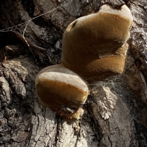 Phellinus sp. (non-resupinate) at Watson, ACT - 15 Aug 2022