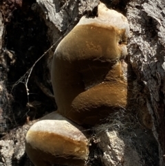 Phellinus sp. (non-resupinate) at Watson, ACT - 15 Aug 2022